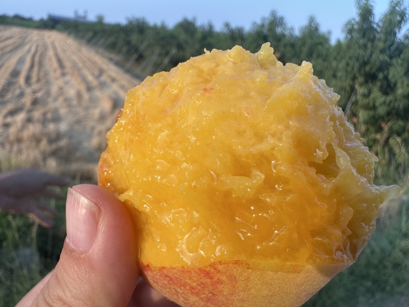黄桃芒芒桃白肉水蜜桃产地代办供应社区团电商一件代发