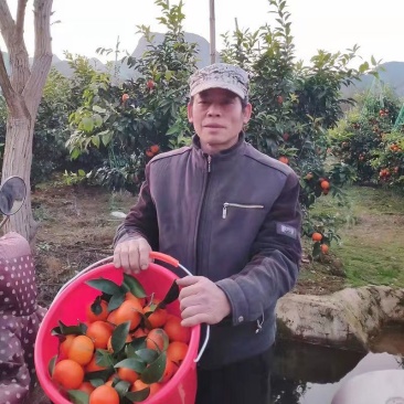 桂林精品沃柑，现摘现卖，统果走货。