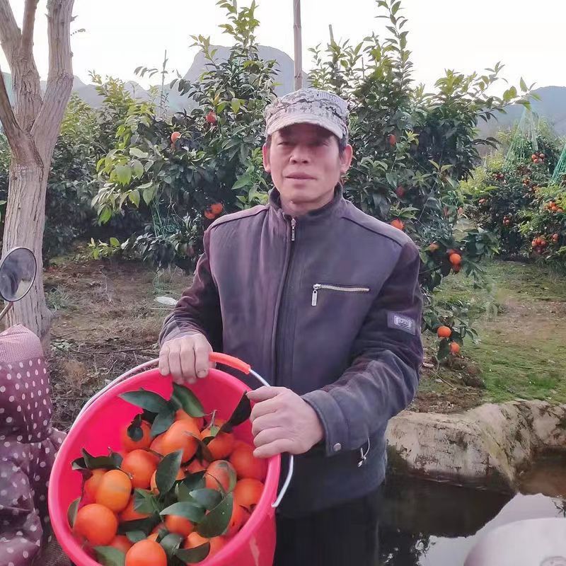 桂林精品沃柑，现摘现卖，统果走货。