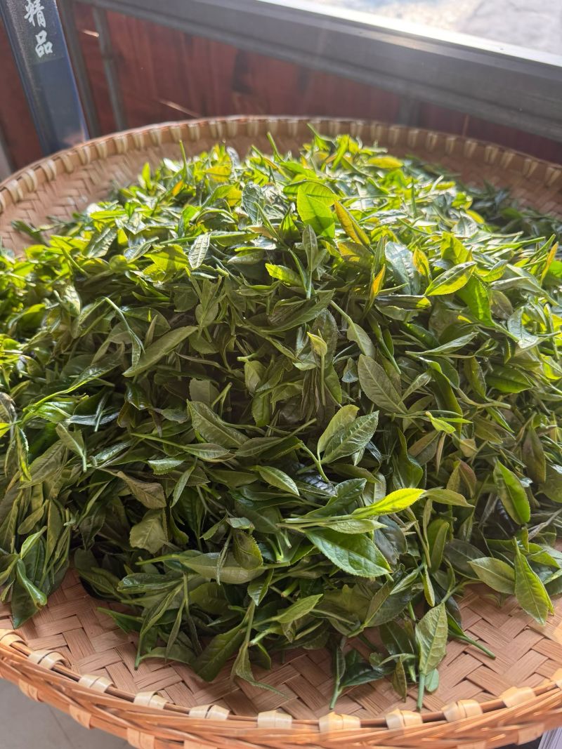 都匀毛尖口粮茶