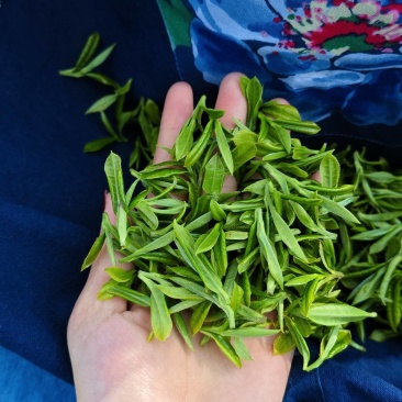 都匀毛尖口粮茶