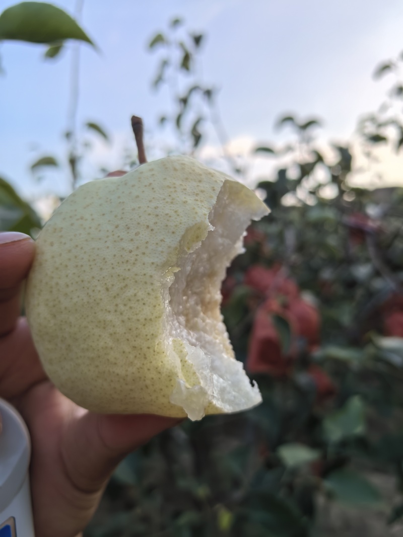 蒲城酥梨产地供应落地配电商一件代发代加工砀山酥梨商超