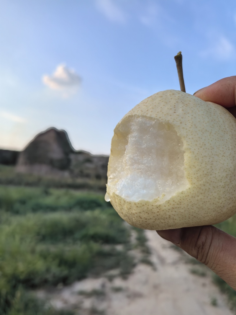 蒲城酥梨产地供应落地配电商一件代发代加工砀山酥梨商超