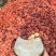 蒲城酥梨产地供应落地配电商一件代发代加工砀山酥梨商超