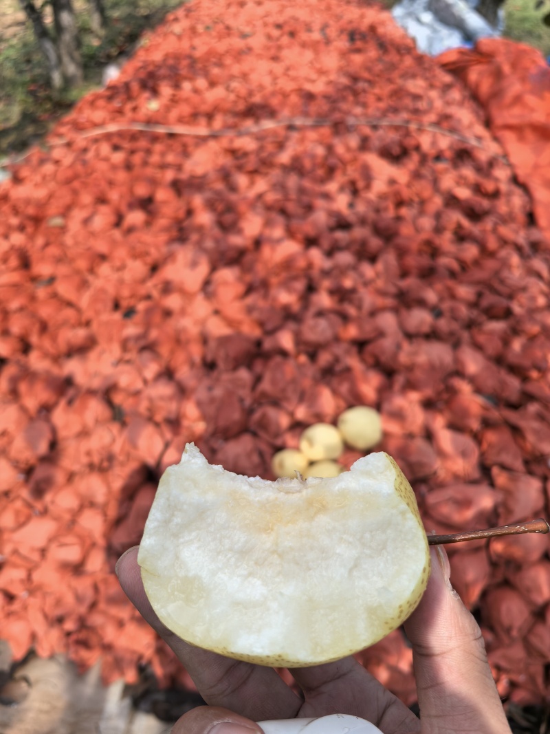蒲城酥梨产地供应落地配电商一件代发代加工砀山酥梨商超