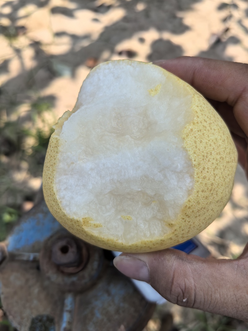 蒲城酥梨产地供应落地配电商一件代发代加工砀山酥梨商超