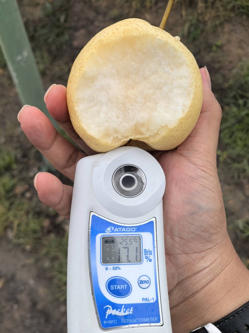 蒲城酥梨产地供应落地配电商一件代发代加工砀山酥梨商超