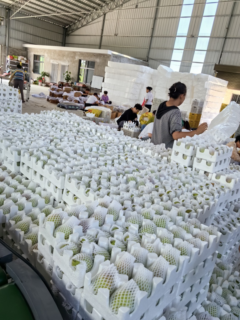 蒲城酥梨产地供应落地配电商一件代发代加工砀山酥梨商超