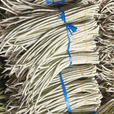 精品白豆角白条豆角产地直销量大质优价格优惠欢迎采购
