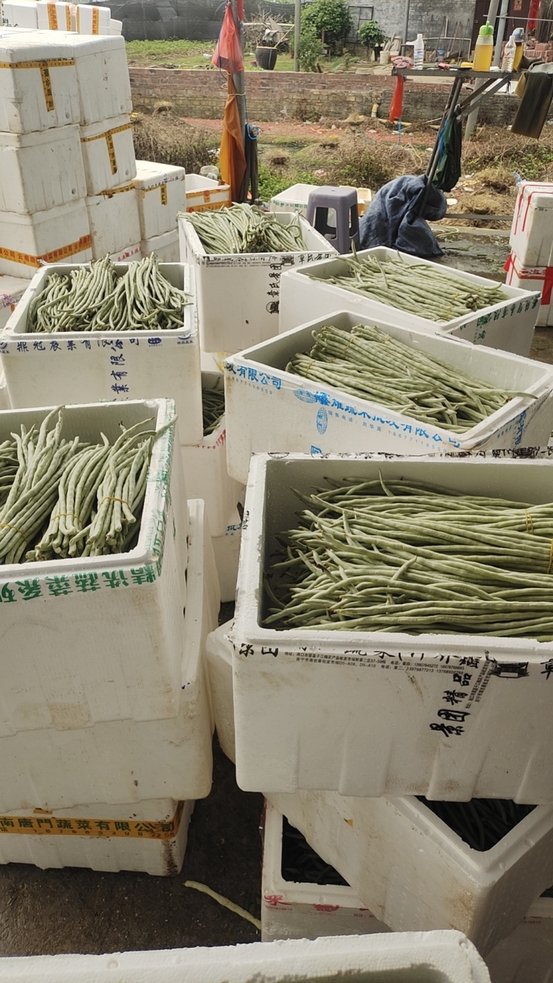 精品白豆角白条豆角产地直销量大质优价格优惠欢迎采购
