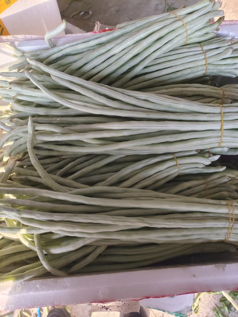 精品白豆角白条豆角产地直销量大质优价格优惠欢迎采购