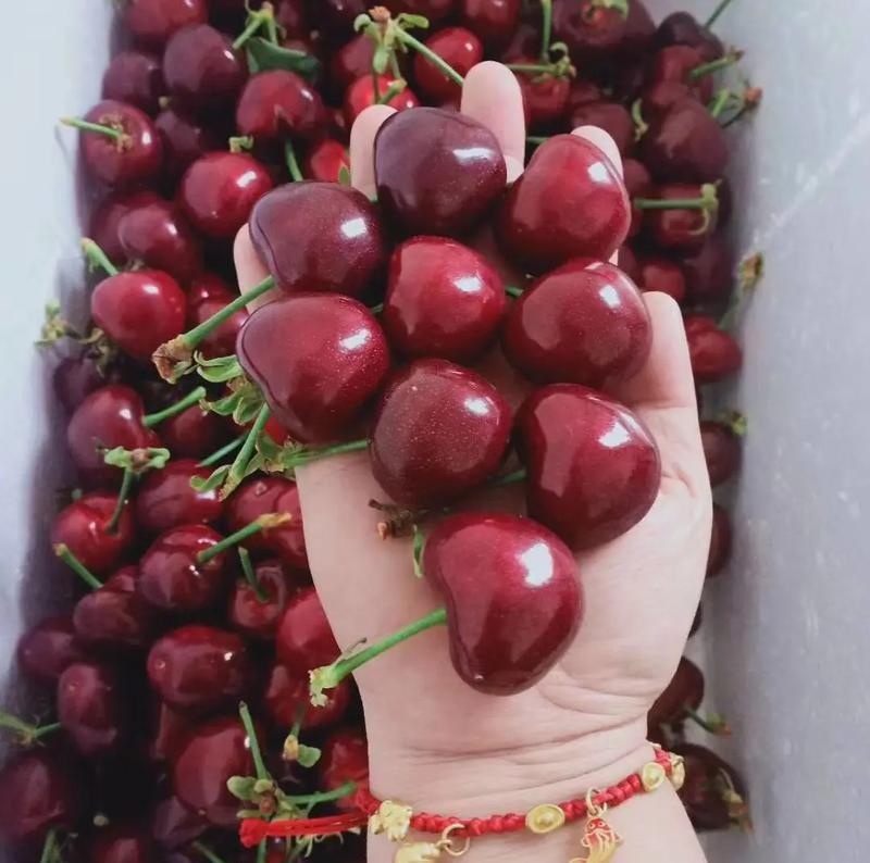《美早大樱桃》山东樱桃/对接电商平台～商超团购～一件代发