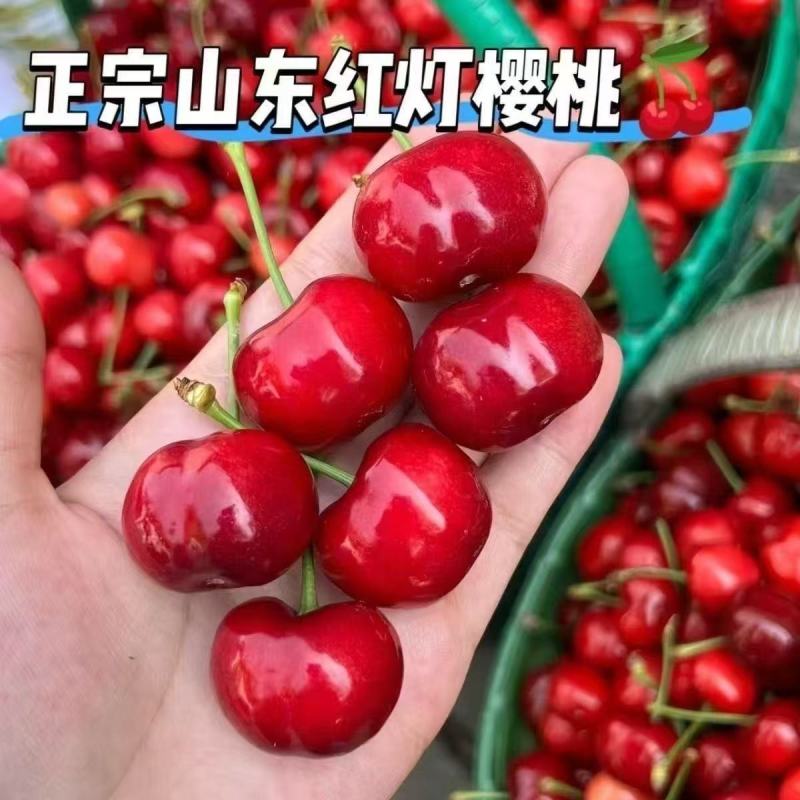 《红灯大樱桃》山东樱桃/对接电商平台～商超团购～一件代发