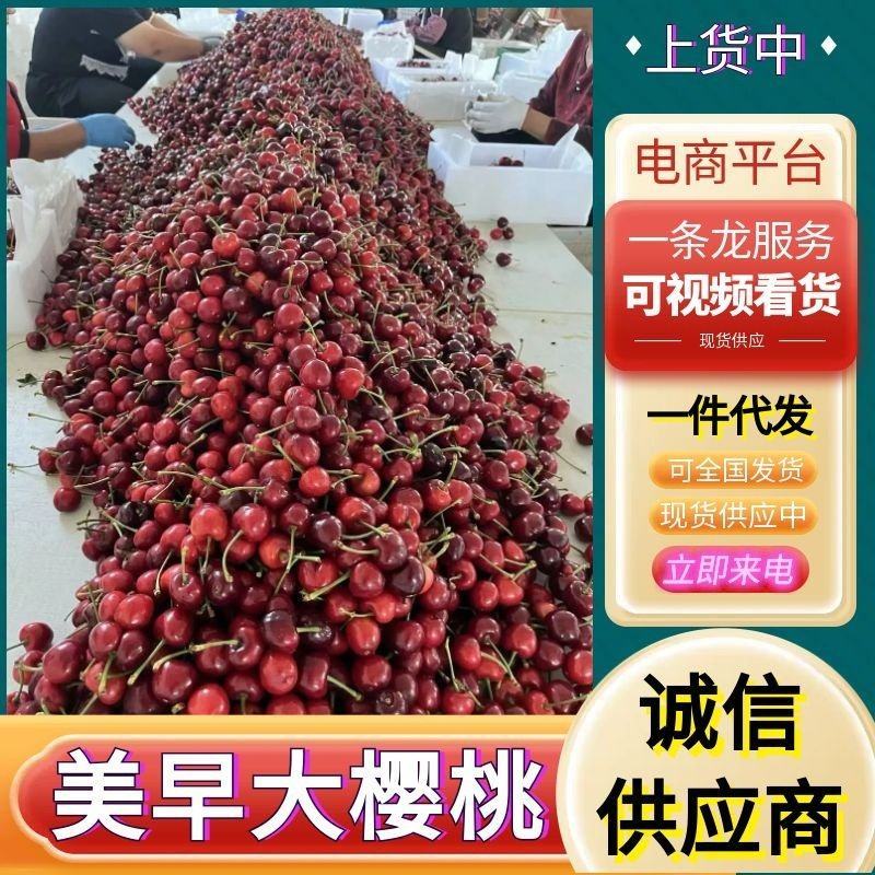 《美早大樱桃》山东樱桃/对接电商平台～商超团购～一件代发
