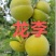 疆蜜李，凌稷一号，智利太阳李，龙李苗预售中