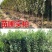 疆蜜李，凌稷一号，智利太阳李，龙李苗预售中