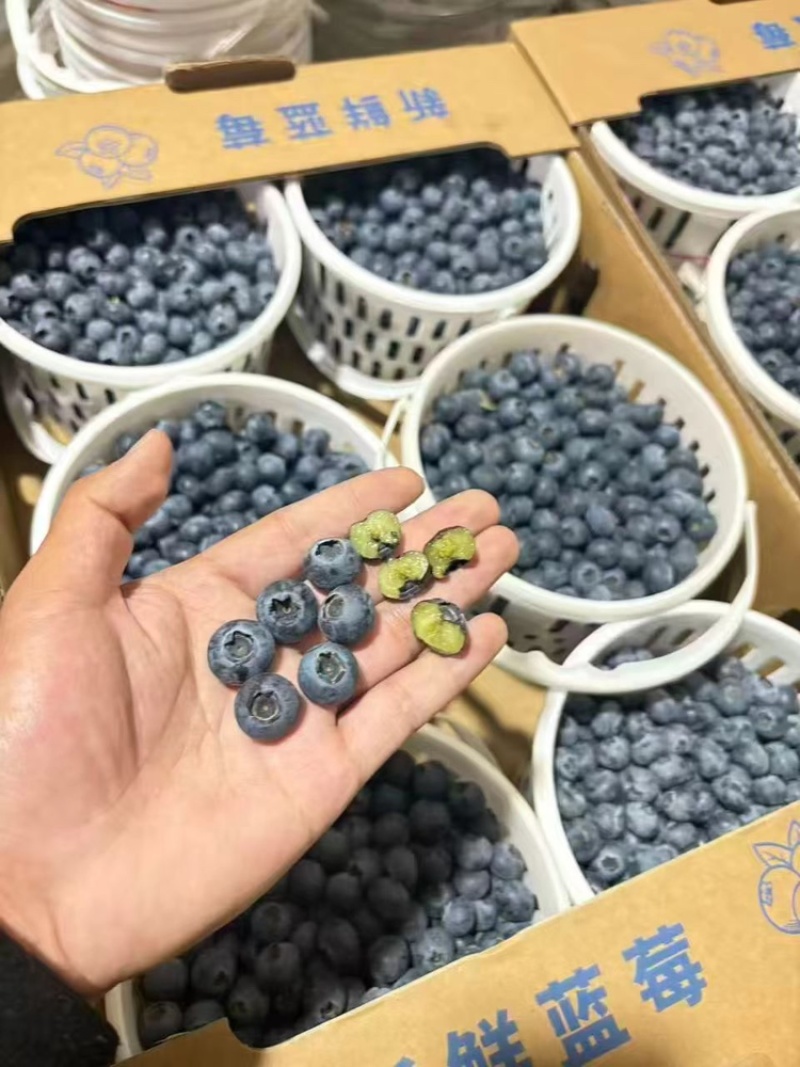云南花香蓝莓
