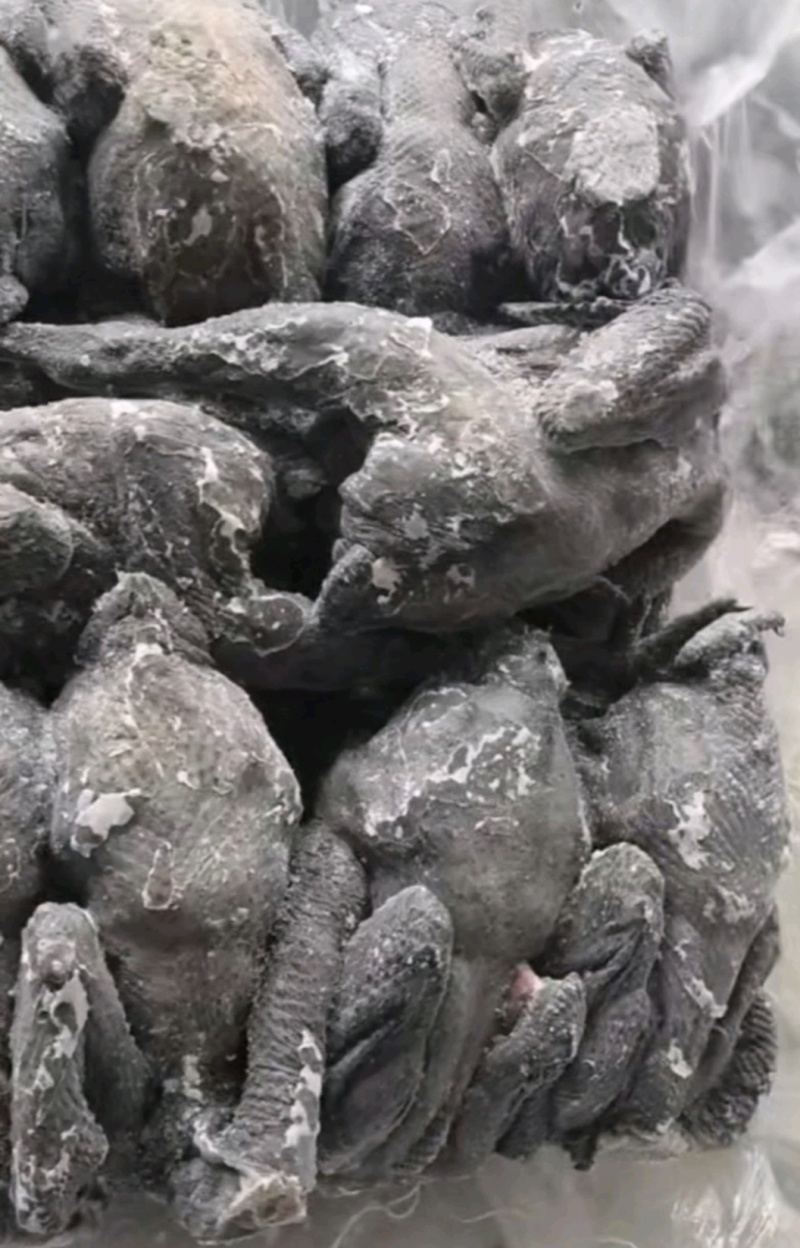乌鸡规格齐全价格美丽欢迎咨询来电优