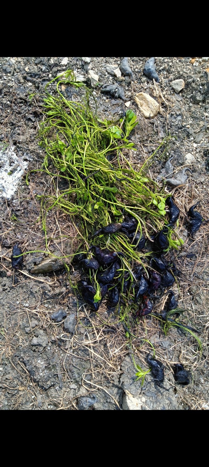 菱角