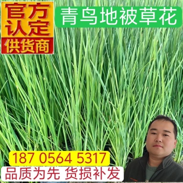 香蒲小香蒲容器苗基地直发保质保量量大可优惠
