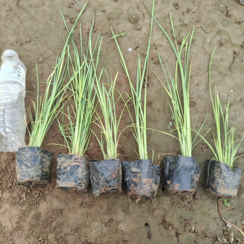 香蒲小香蒲容器苗基地直发保质保量量大可优惠
