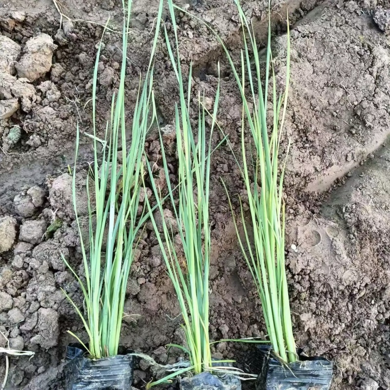 香蒲小香蒲容器苗基地直发保质保量量大可优惠