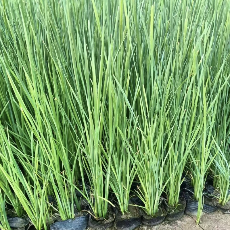 香蒲小香蒲容器苗基地直发保质保量量大可优惠