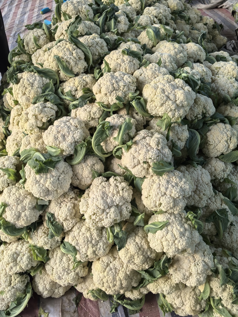 松花菜大量上市，菜花大量供应，支持各种包装，