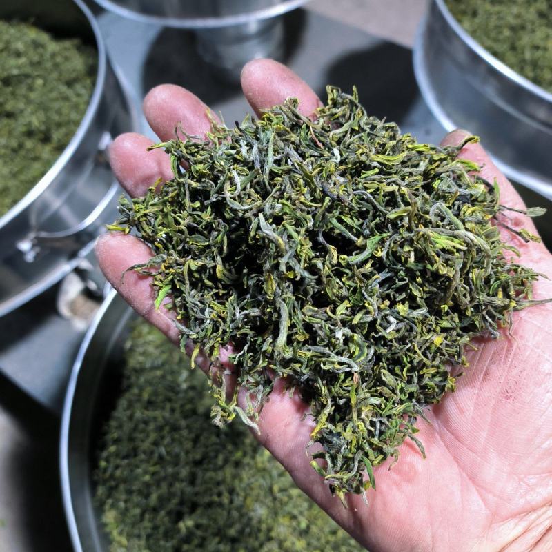 日照绿茶露天头采