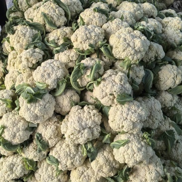 松花菜大量上市，菜花大量供应，支持各种包装，