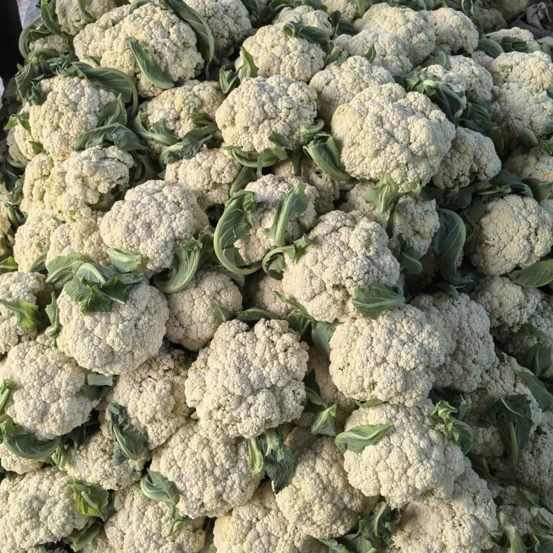 松花菜大量上市，菜花大量供应，支持各种包装，