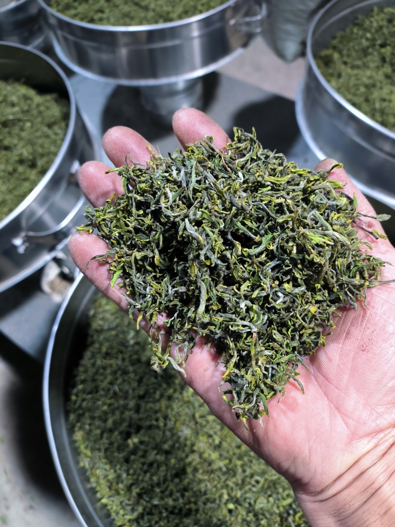 日照绿茶露天头采