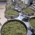 日照绿茶露天头采