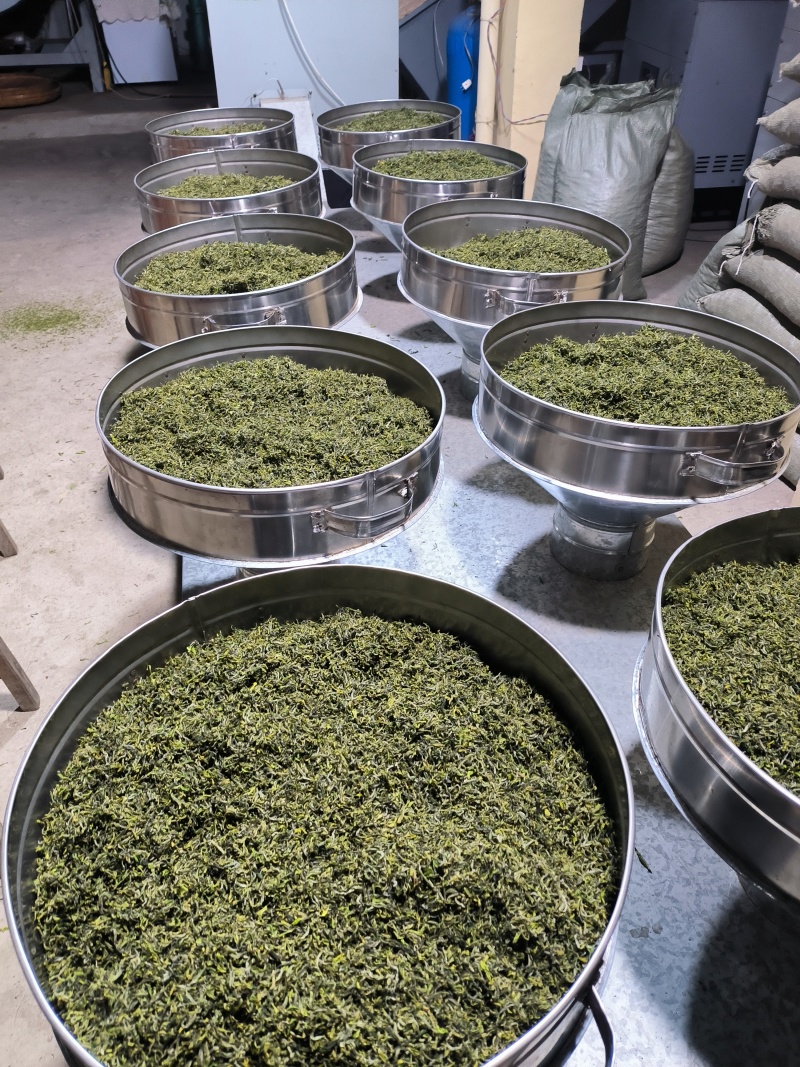 日照绿茶露天头采