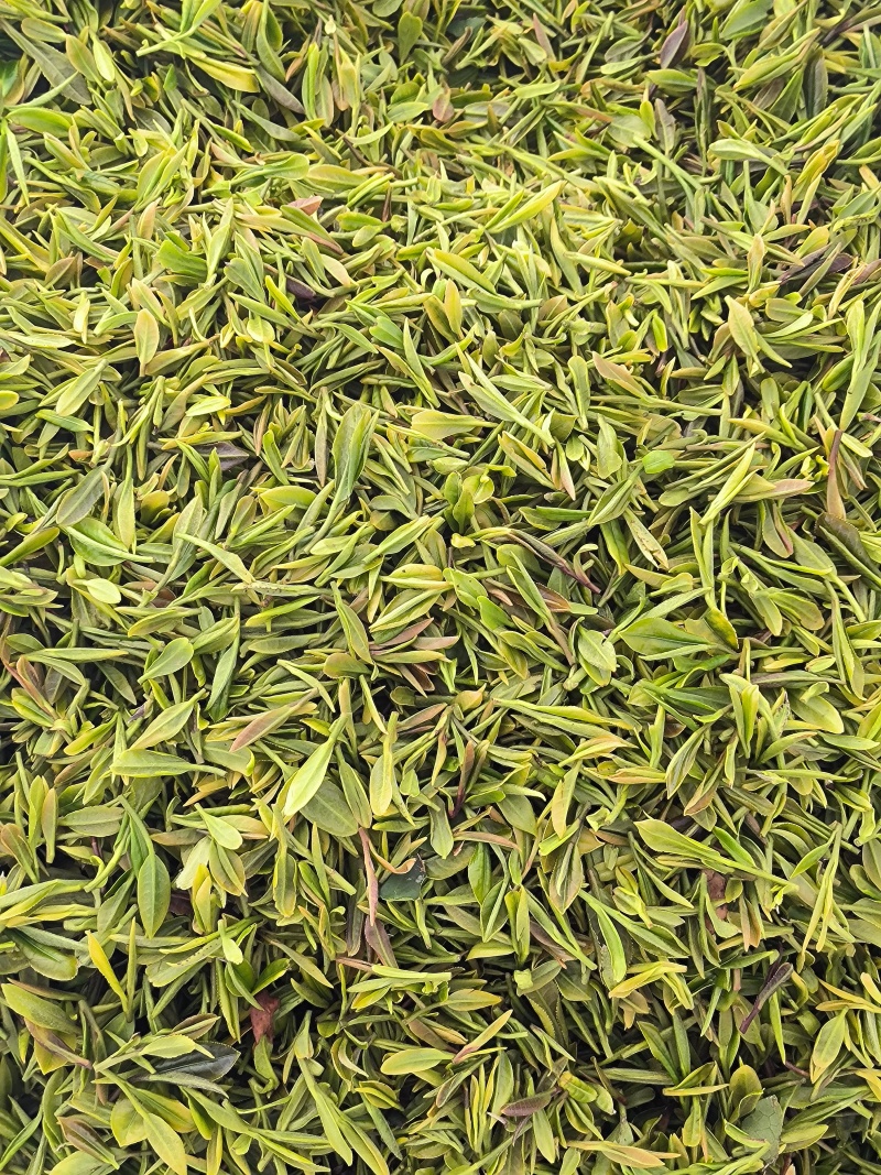 日照绿茶露天头采