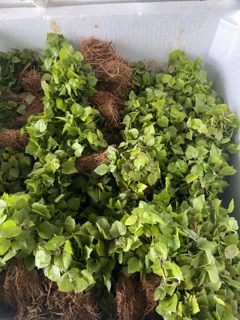 枫香芽苗，枫香杯苗，江西枫香，一手货源，量大