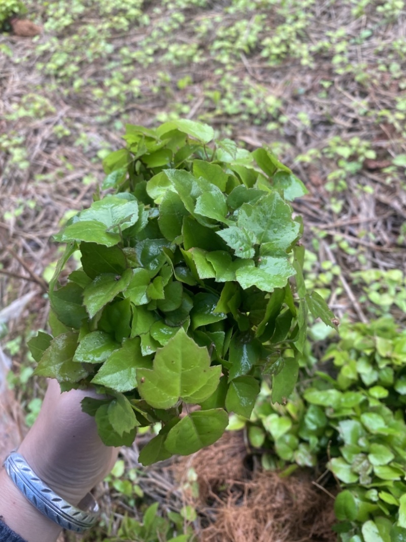 枫香芽苗，枫香杯苗，江西枫香，一手货源，量大