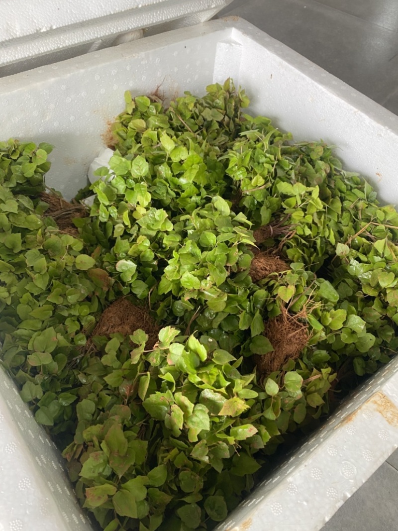 枫香芽苗，枫香杯苗，江西枫香，一手货源，量大