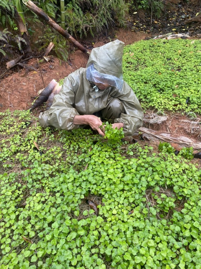枫香芽苗，枫香杯苗，江西枫香，一手货源，量大
