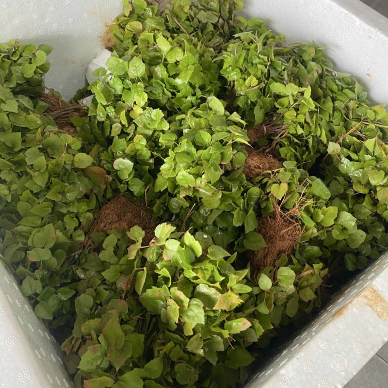 枫香芽苗，枫香杯苗，江西枫香，一手货源，量大