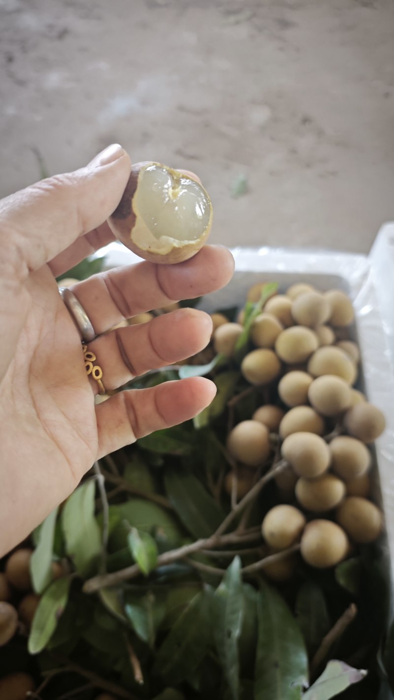 海南龙眼