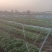 河北廊坊，大量出售，西瓜红苗，欢迎实地考察，