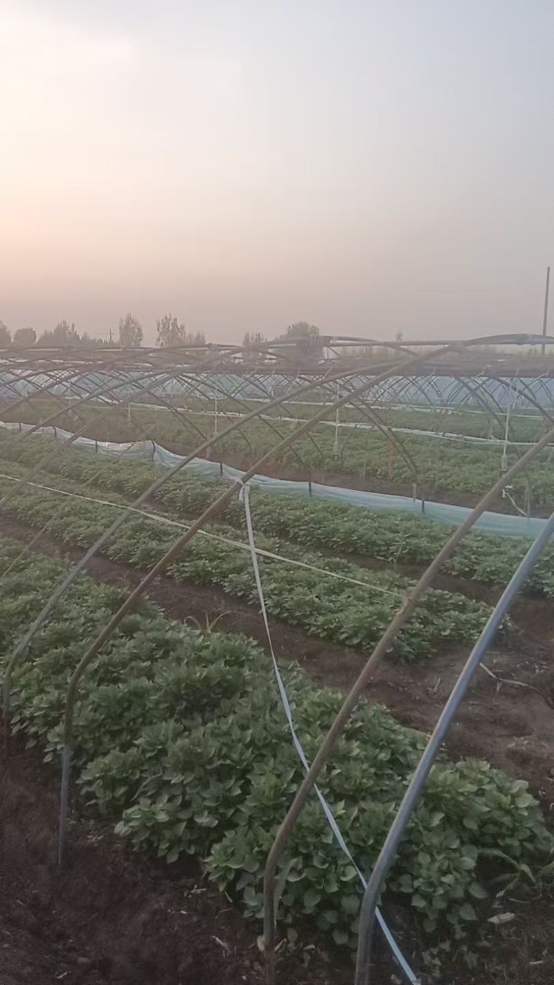 河北廊坊，大量出售，西瓜红苗，欢迎实地考察，