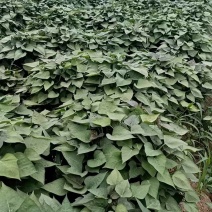 河北廊坊，大量出售，西瓜红苗，欢迎实地考察，