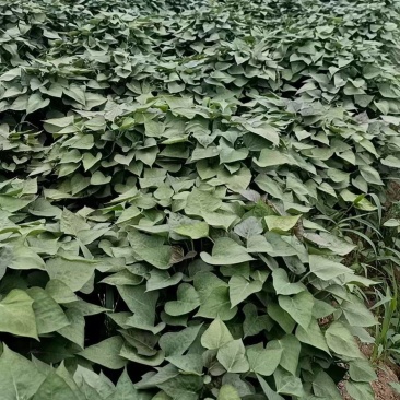 河北廊坊，大量出售，西瓜红苗，欢迎实地考察，