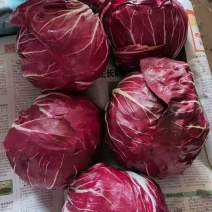 紫甘蓝
