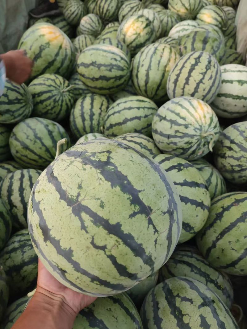 精品美都麒麟瓜，产地直发，保质保量，诚信经营，可视频看货