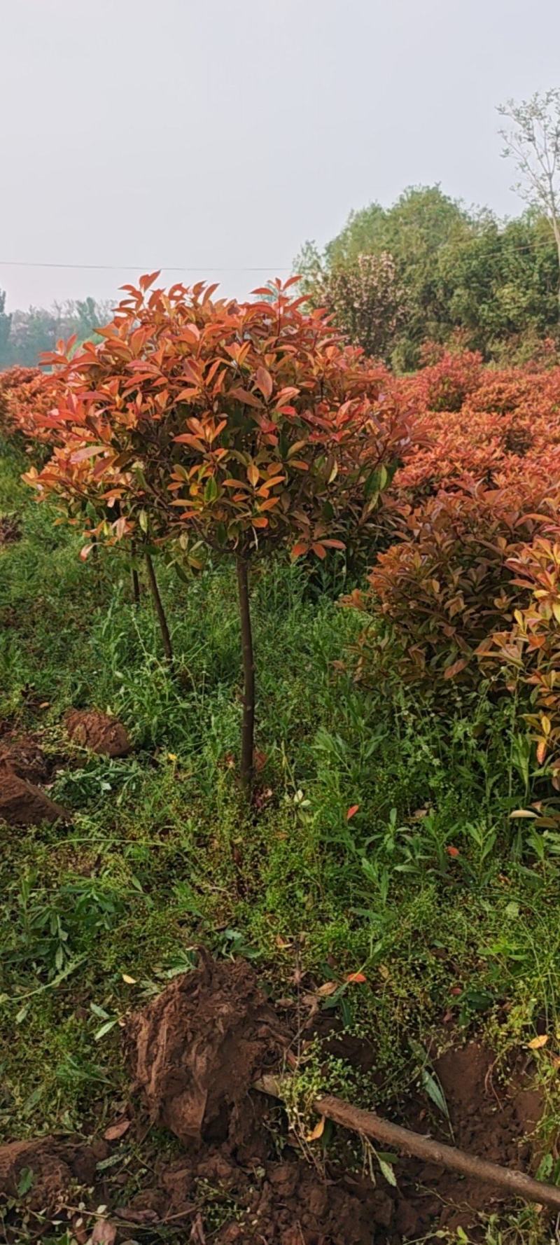 红叶石楠树，独杆，带美植袋，成活率高。产地直销发货