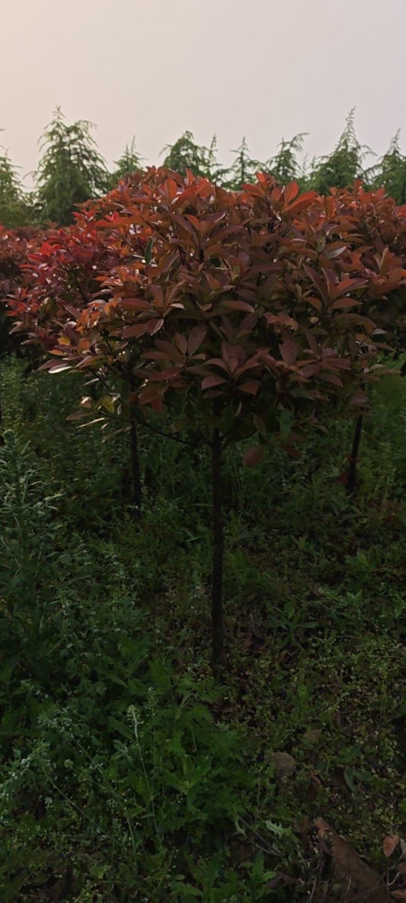 红叶石楠树，独杆，带美植袋，成活率高。产地直销发货