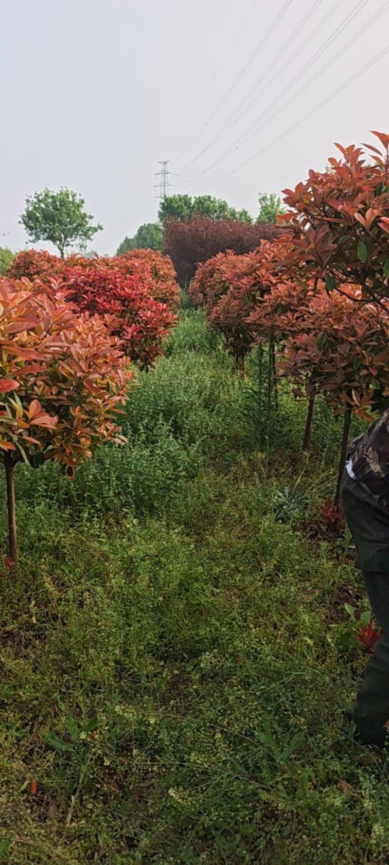 红叶石楠树，独杆，带美植袋，成活率高。产地直销发货